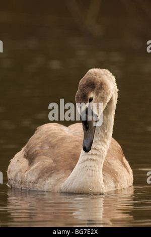 Ein Sub-adulten Höckerschwan, ein Cygnet mit Wasser tropft aus seinem Schnabel. Stockfoto