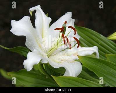 Golden Lily of Japan durchleuchtet, Goldband Lily, Lilium oder Arten Lilie, Lilium Auratum, Liliaceae, Japan, Asien Stockfoto