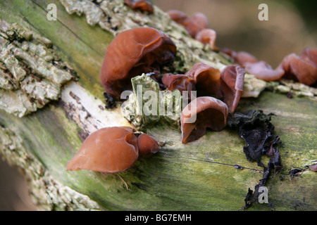 Der Juden Ohr Pilz Hirneola Auricula-Judae (Auricularia Auricula-Judae), Auriculariaceae auf Toten Holunderbusch wächst Stockfoto