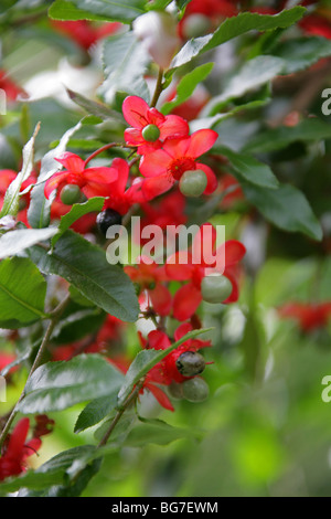 Kleinblättrige Flugzeug, Karneval Bush, Karneval Ochna, Mickey Mouse Plant, Vogels Auge Bush Ochna Serrulata, Ochnaceae, Südafrika Stockfoto