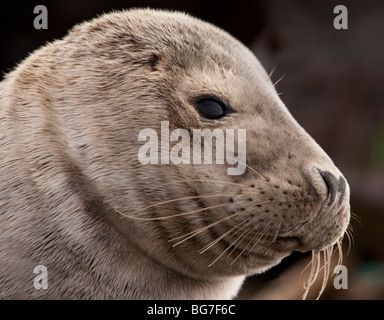 Gemeinsamen Seal Pup, Phoca Vitulina, Montrose, Schottland Stockfoto