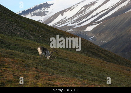 Svalbard-Rentiere, Rangifer Tarandus Platyrhynchus, Weiden in der Nähe von Longyearbyen Stockfoto