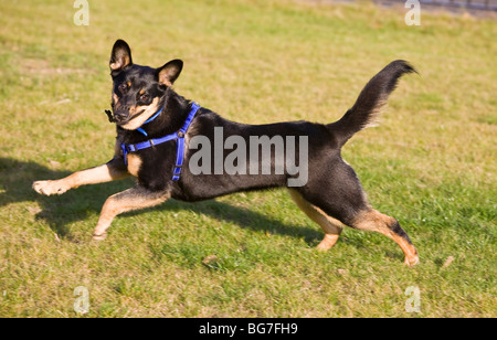 Australain Kelpie Hund in Bewegung Stockfoto