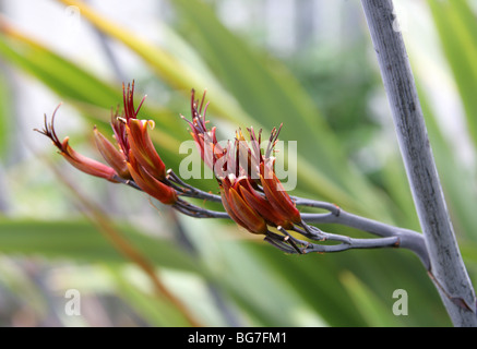 Neuseeland-Flachs, Phormium Tenax, Hemerocallidaceae, Agavaceae. Stockfoto