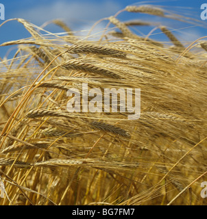 Reife Ähren goldene Gerste gegen einen blauen Sommerhimmel Stockfoto