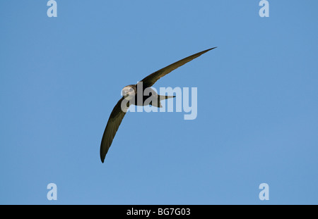 Mauersegler im Flug gegen blauen Himmel Stockfoto