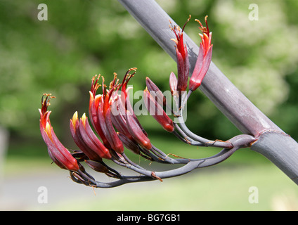 Neuseeland-Flachs, Phormium Tenax, Hemerocallidaceae, Agavaceae. Stockfoto