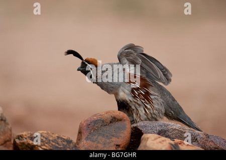 Die Gambels Wachteln (Art Gambelii Fulvipectus), männliche dehnen. Stockfoto