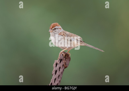 Rufous-winged Sparrow (Aimophila Carpalis Carpalis) Stockfoto