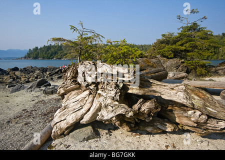 Westliche Hemlocktanne Baum wächst aus Treibholz Krankenschwester Protokoll auf Strand von Willis Island, Kanada, während paar im Hintergrund sitzt Stockfoto