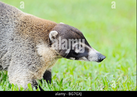 Eine weiße Nase Nasenbär (Nasua Narica) in der Gegend Arenal in Costa Rica. Stockfoto