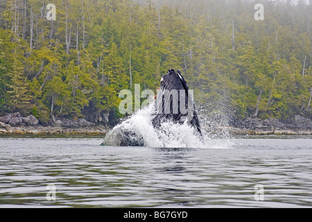 30-Tonner Buckelwal (Impressionen, Novaeangliae) springt aus dem Wasser bei der Fütterung auf kleinen Köderfischen aus Vancouver Island, Kanada Stockfoto