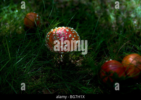 Pilze in Nordschweden Wälder Stockfoto
