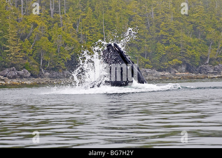 30-Tonner Buckelwal (Impressionen, Novaeangliae) springt aus dem Wasser bei der Fütterung auf kleinen Köderfischen aus Vancouver Island, Kanada Stockfoto