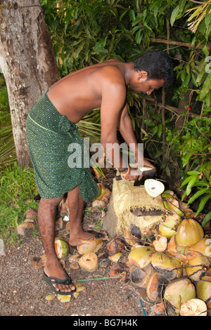 Mann hacken Kokosnuss Stockfoto