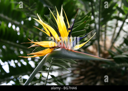 Strelitzia, Kran Blume oder Paradiesvogel, Strelitzia Reginae "Kirstenbosh Gold", Strelitziaceae, Südafrika Stockfoto