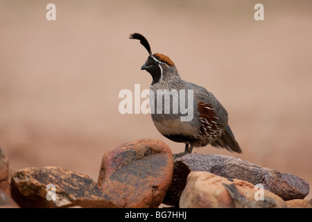 Die Gambels Wachteln (Art Gambelii Fulvipectus), männliche. Stockfoto