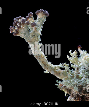Fruticose Flechten, Cladonia sp. Stockfoto