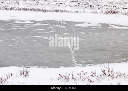 Eisbär (Ursus maritimus) Titel, Churchill, Manitoba, Kanada Stockfoto