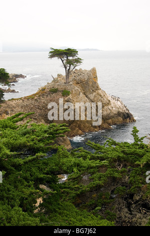 Lone Cypress an der Küste auf dem Karmel Stockfoto