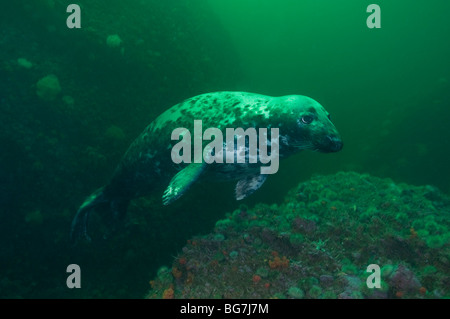 Graue Robbe schwimmt unter Wasser auf Bonaventure Island in Kanada Stockfoto