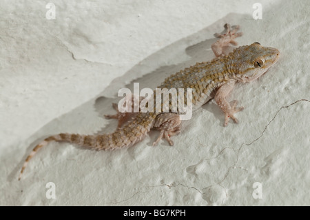 Maurischer Gecko (Tarentola Mauritanica) stalking Insekten auf einer Wand im Freien bei Nacht, Spanien Stockfoto