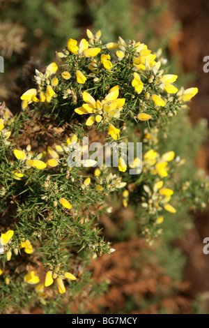 Gemeinsamen Stechginster, Ginster oder Stechginster, Ulex Europaeus, Fabaceae. Aka Honig Flaschen oder Hoth. Stockfoto