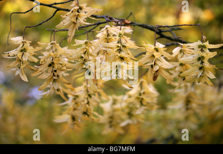 Europäische oder gemeinsame Hainbuche Samen, Carpinus Betulus, Betulaceae (vorher Corylaceae). Stockfoto