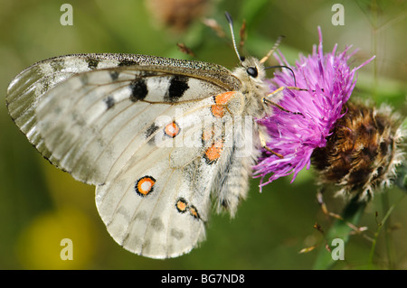 Schon Apollo ist ein großer Schmetterling, der in Südeuropa nur auf den kältesten Klimazonen als ein Relikt der Eiszeit zu finden ist Stockfoto