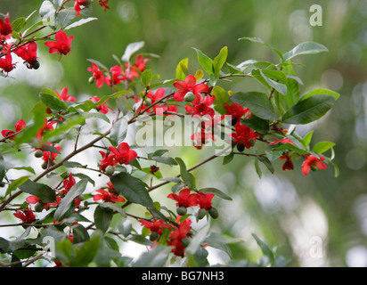 Kleinblättrige Flugzeug, Karneval Bush, Karneval Ochna, Mickey Mouse Plant, Vogels Auge Bush Ochna Serrulata, Ochnaceae, Südafrika Stockfoto