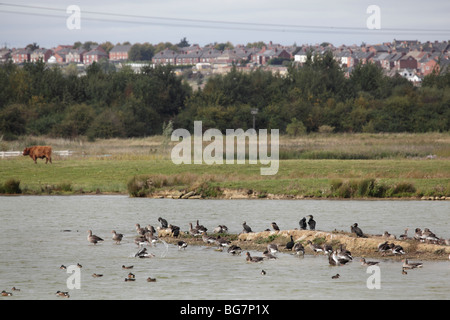 Kiebitze, Vanellus Vanellus, alten Moor RSPB Reserve Sept 2009 Stockfoto