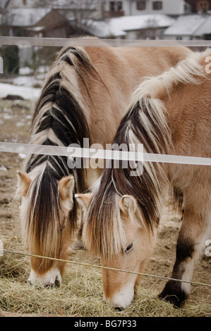 Zwei Pferde grasen außerhalb in die Landschaft rund um Markt Isen, Bayern, Deutschland. Stockfoto