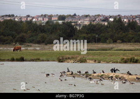 Kiebitze, Vanellus Vanellus, alten Moor RSPB Reserve Sept 2009 Stockfoto