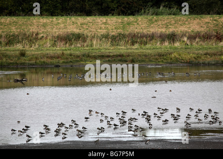 Kiebitze, Vanellus Vanellus, alten Moor RSPB Reserve Sept 2009 Stockfoto