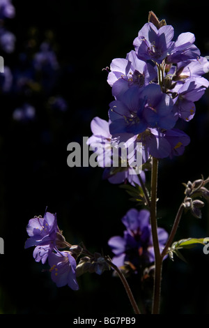Eine Hintergrundbeleuchtung Akeleien Blume in einen Rahmen. Stockfoto