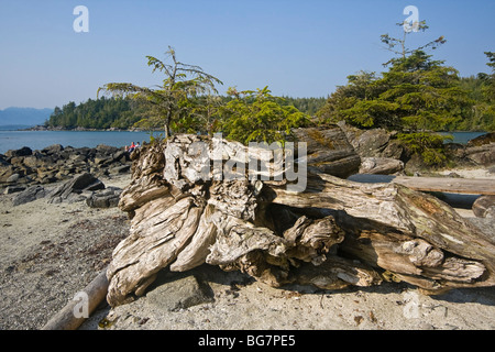 Westliche Hemlocktanne Baum wächst aus Treibholz Krankenschwester Protokoll auf Strand von Willis Island, Kanada, während paar im Hintergrund sitzt Stockfoto