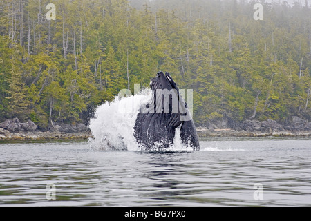 30-Tonner Buckelwal (Impressionen, Novaeangliae) springt aus dem Wasser bei der Fütterung auf kleinen Köderfischen aus Vancouver Island, Kanada Stockfoto