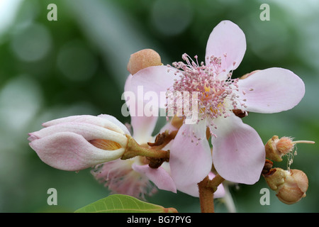 Blume der Achiote (Bixa Orellana). Stockfoto