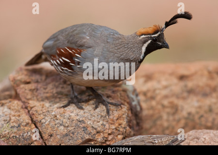 Die Gambels Wachteln (Art Gambelii Fulvipectus), männliche. Stockfoto