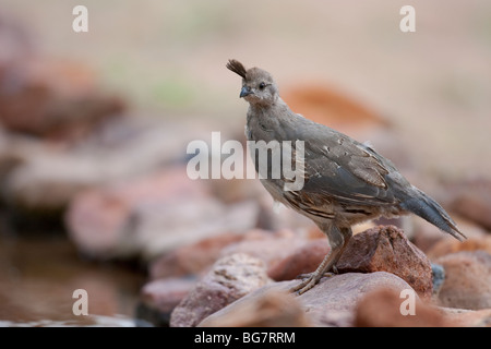 Die Gambels Wachteln (Art Gambelii Fulvipectus), unreif weiblich. Stockfoto