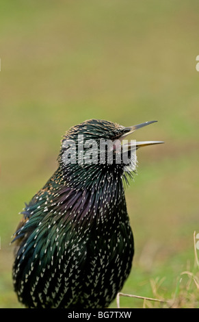 Gemeinsames Singen von Starling Nahaufnahme portrait Stockfoto