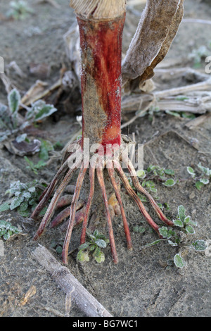 Zufällige Wurzeln an der Basis des Stieles Mais. Stockfoto