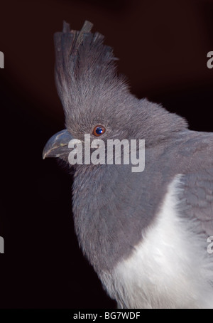 Weiße Bellied gehen weg Vogel (Corythaixoides Leucogaster) Stockfoto