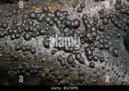 Buche Woodwart Pilze Hypoxylon Fragiforme genommen in Eastham Country Park, Wirral, Merseyside, UK Stockfoto