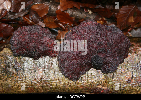 Erröten Halterung Daedaleopsis Confragosa genommen in Eastham Country Park, Wirral, Merseyside, Großbritannien Stockfoto