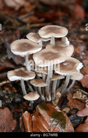 Gruppierten Toughshank Collybia Confluens genommen in Eastham Country Park, Wirral, Merseyside, UK Stockfoto