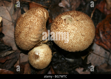Gemeinsamen Puffball Lycoperdon Perlatum genommen in Eastham Country Park, Wirral, Merseyside, UK Stockfoto