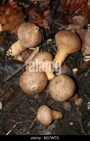 Gemeinsamen Flaschenboviste Lycoperdon Perlatum genommen in Eastham Country Park, Wirral, Merseyside, UK Stockfoto