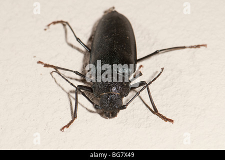 Longhorn Beetle aus Kiefer Stämme Ergates Faber, Spanien Stockfoto