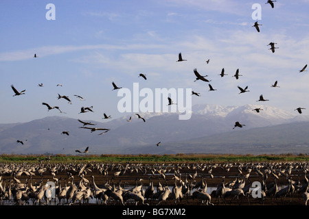 Israel, oberen Galiläa, Krane am Mount Hermon Hula See ist im Hintergrund Stockfoto